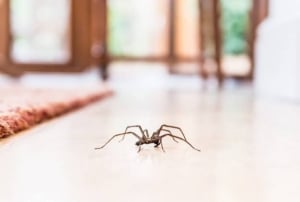 vancouver spider exterminators looking at spider on floor