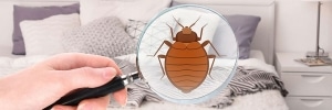 vancouver bed bug exterminators through a microscope 