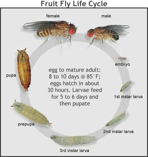 How to get rid of fruit flies easily and permanently