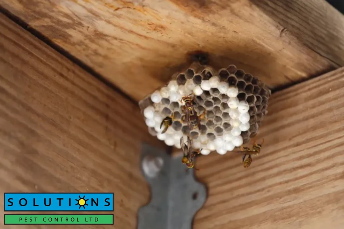 wasp nest