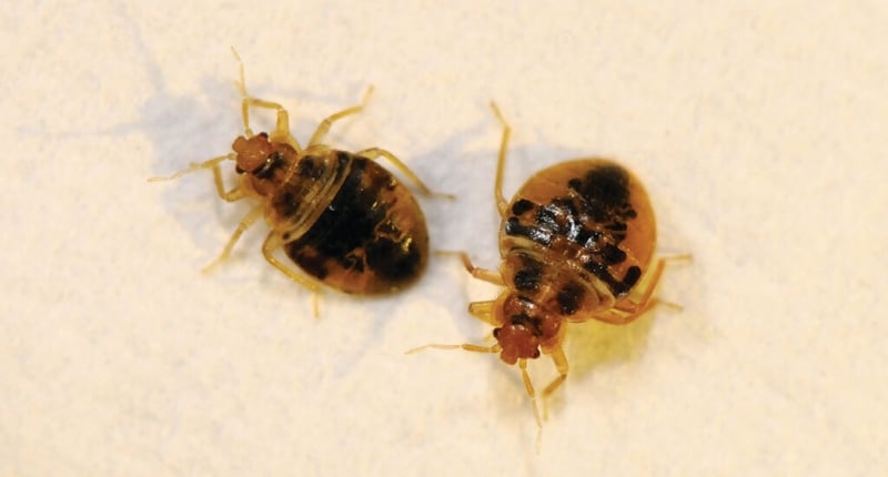 How To Do A Proper Bed Bug Inspection? – Signs of Bed Bugs