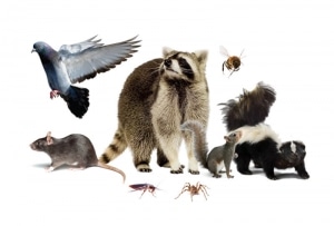 west vancouver monthly pest control services for animals image