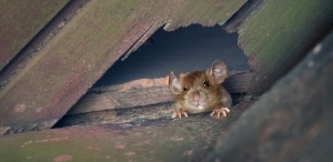 rat droppings found in attic floor