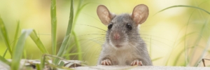 new westminster Pest Control for rat on ground