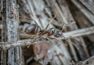 north vancouver ant exterminator