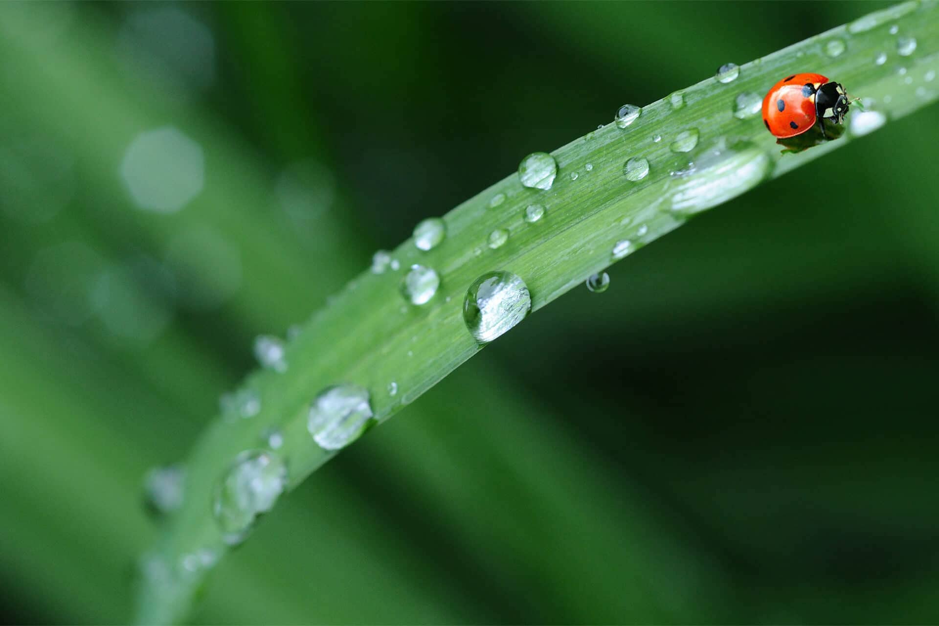 lady-bug on a tasty green leaf - Happy Spring