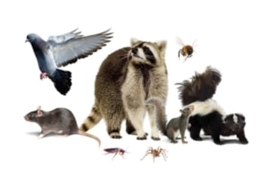 vancouver monthly pest control services all animals included