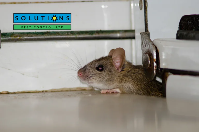Rodent Pest Solutions