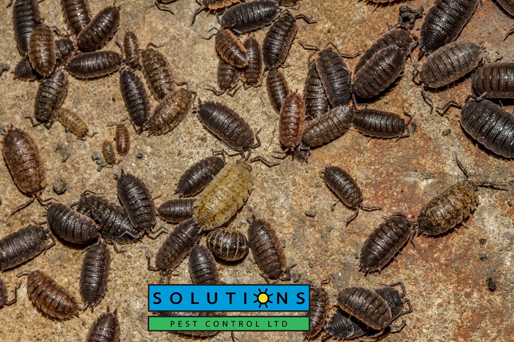 Solutions Pest Control