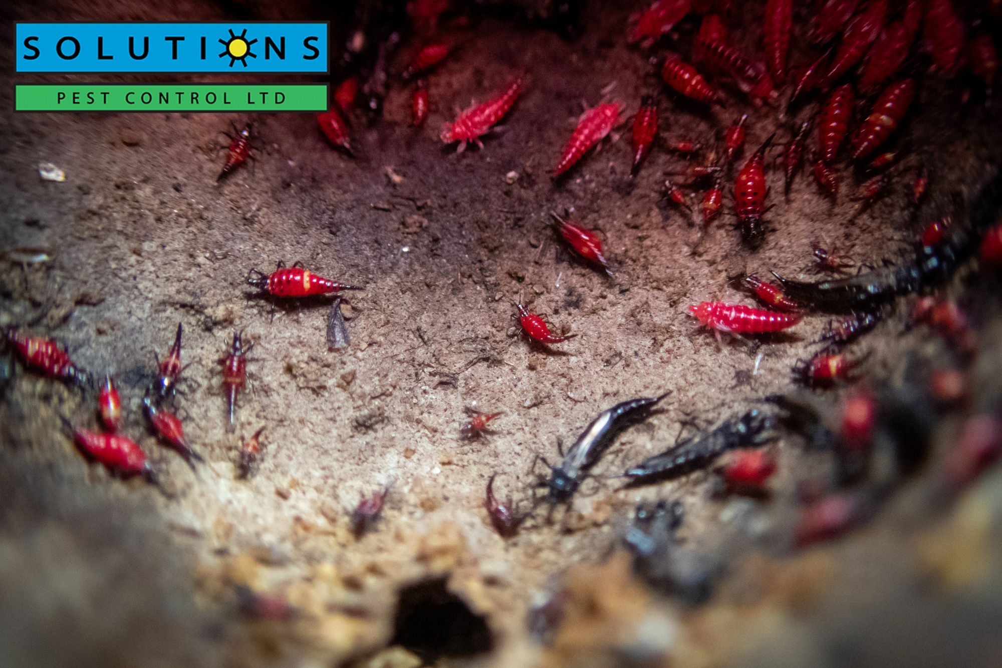 Solutions Pest Control