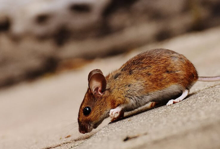 Pest Control Near Me|vancouver rat control on roof|||