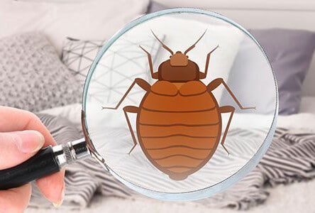 |vancouver bed bug exterminators