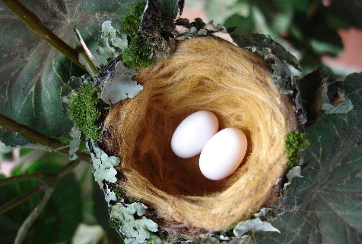 bird control|west vancouver bird control|bird nest under eaves