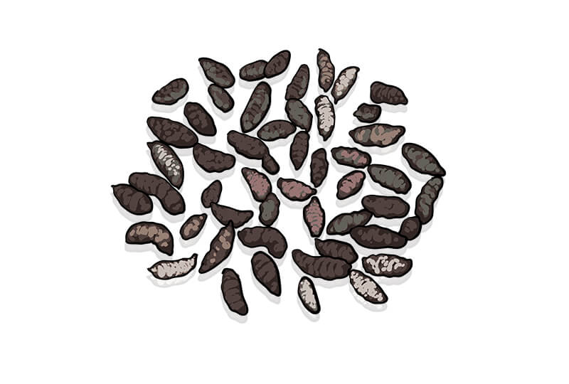 rat dropping on the floor