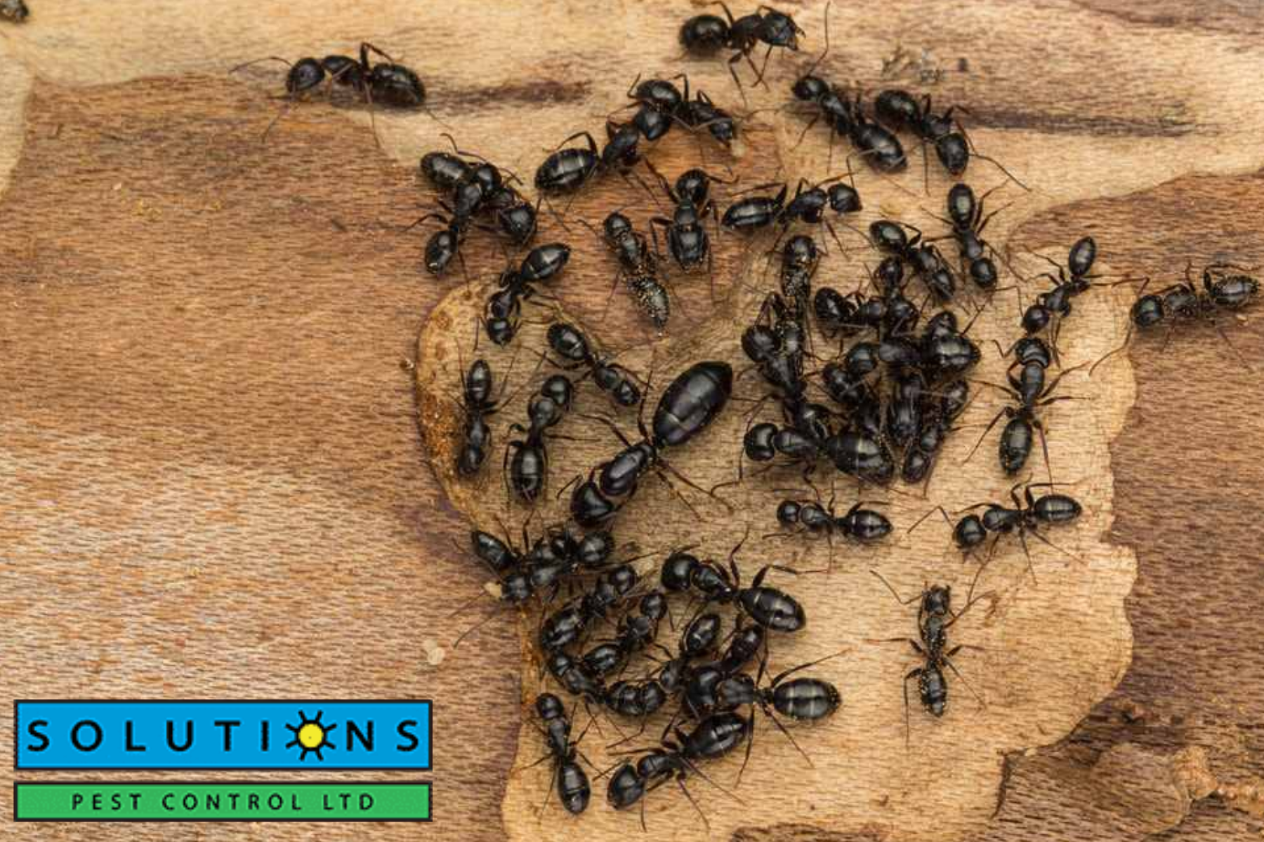 ants|