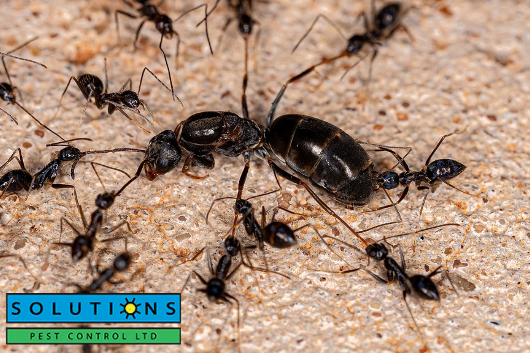 ants|ants