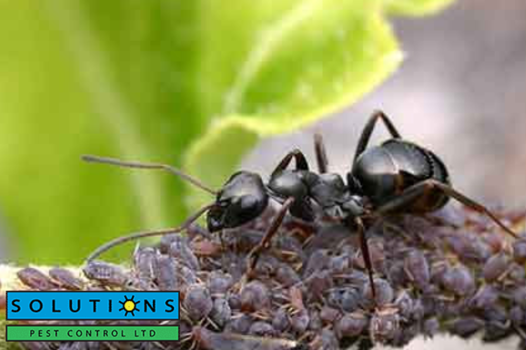 ants|ants
