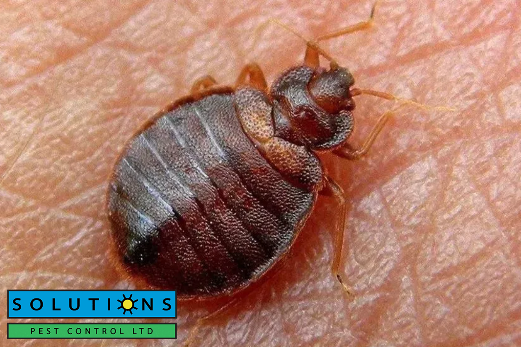 bedbug|bedbugs