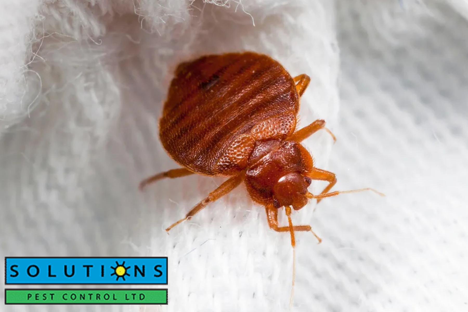 bed bug|bed bug