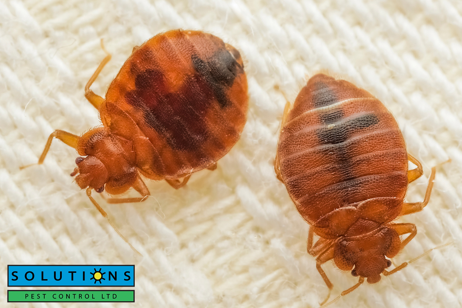 bed bugs|bed bugs