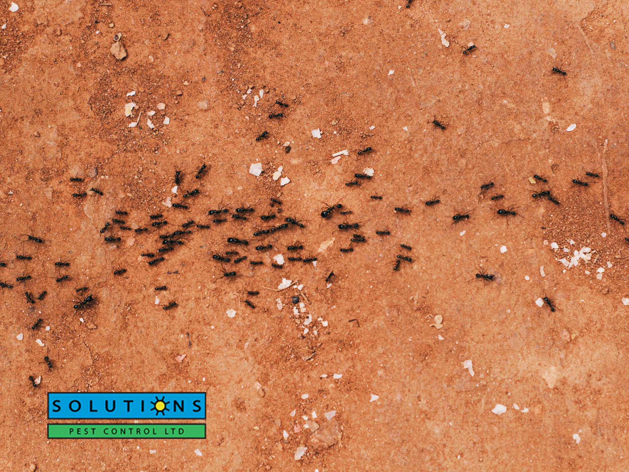 exterminator coquitlam|bug light