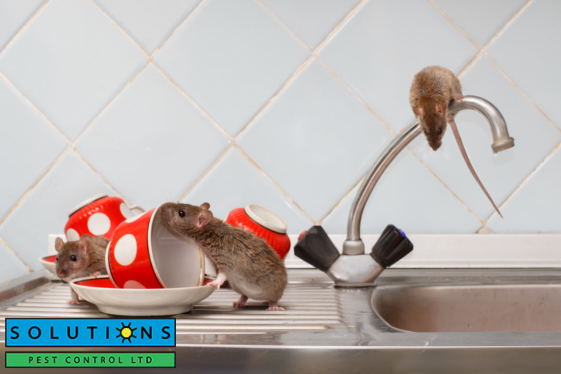 apartment pest control|bed bug bites||pest control