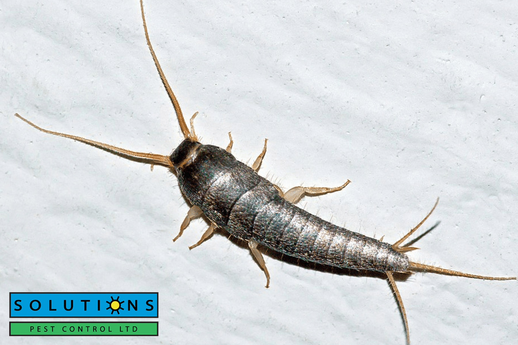 silverfish|silverfish