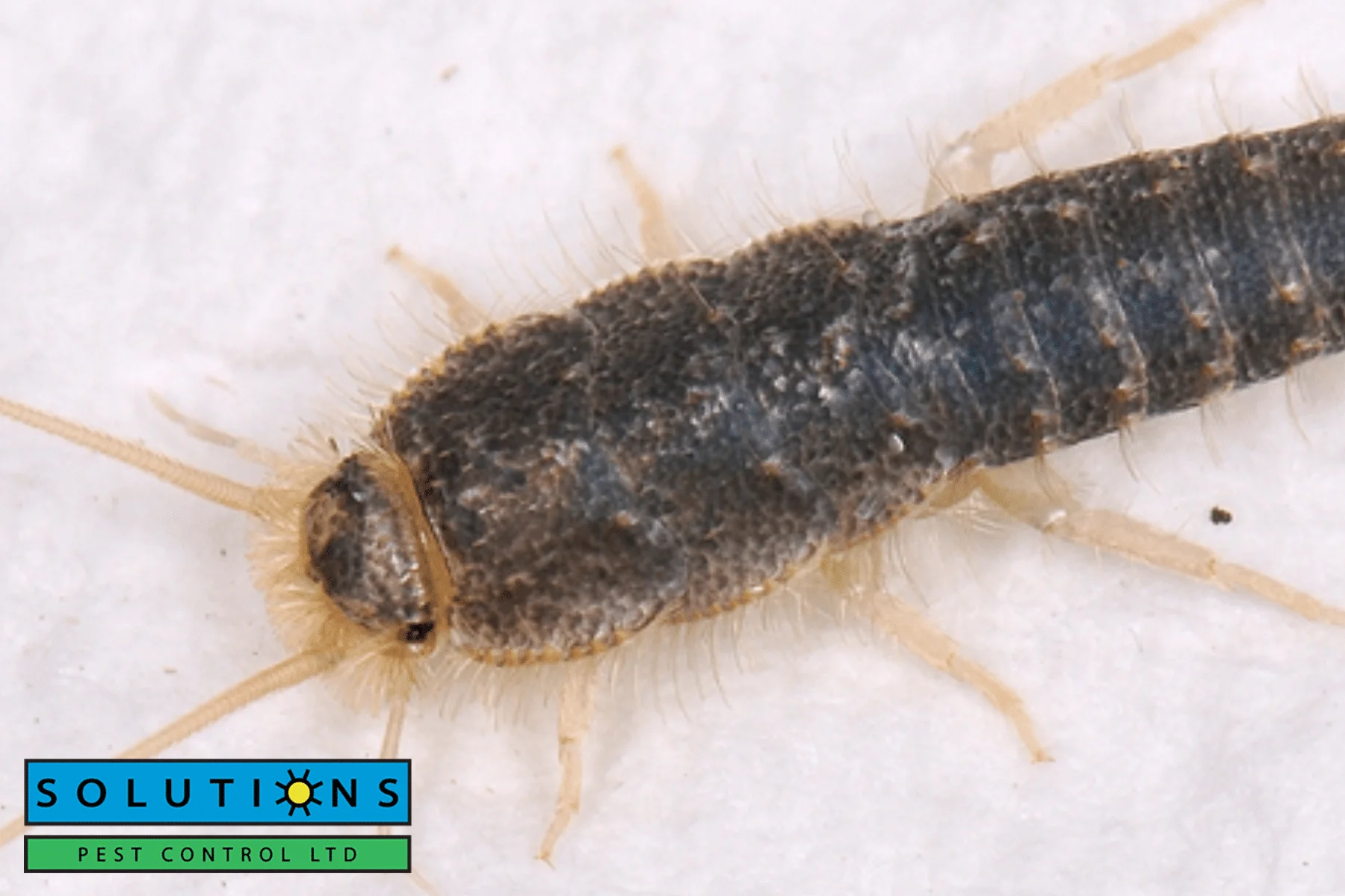 silverfish