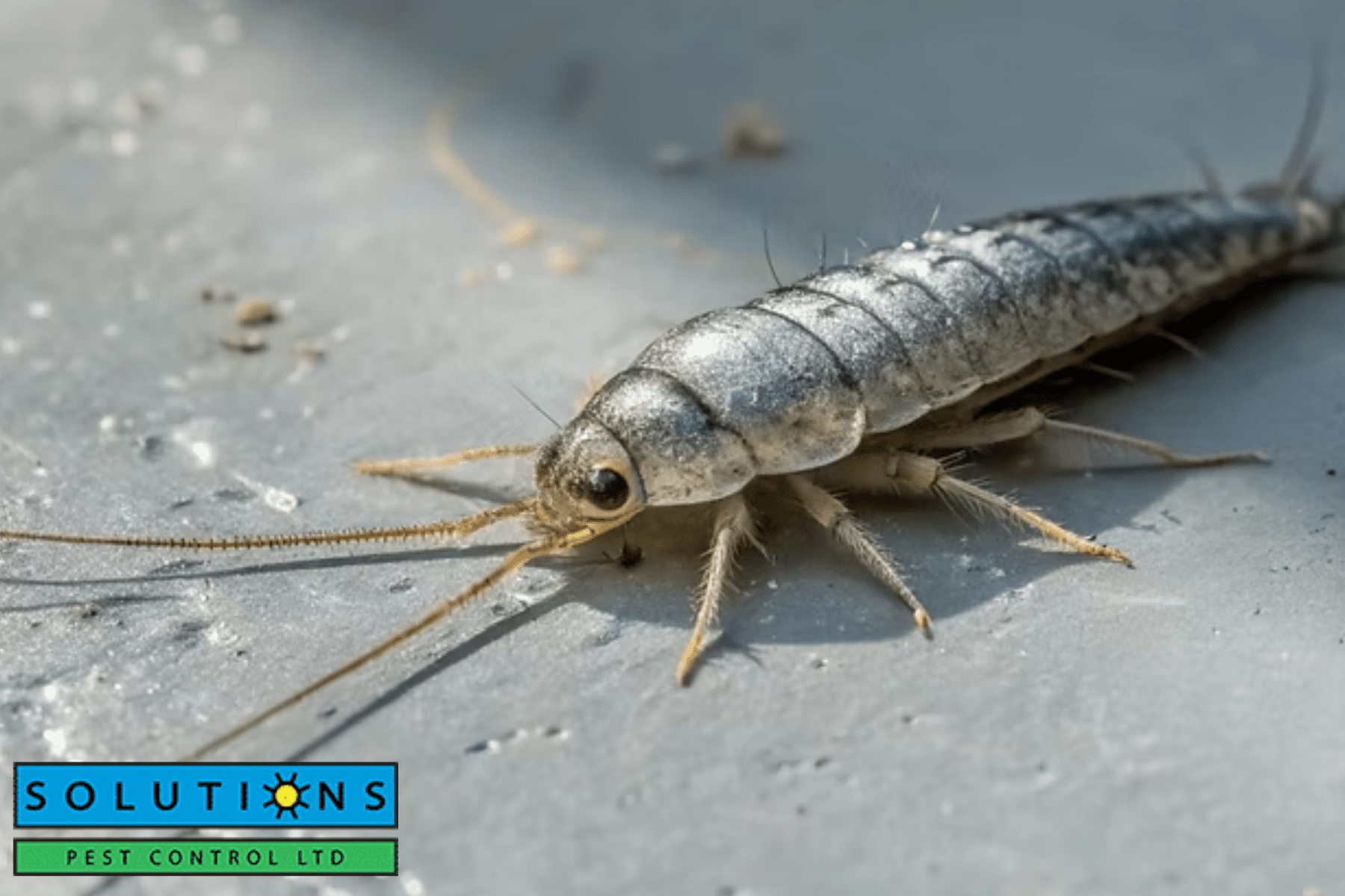 silverfish|silverfish