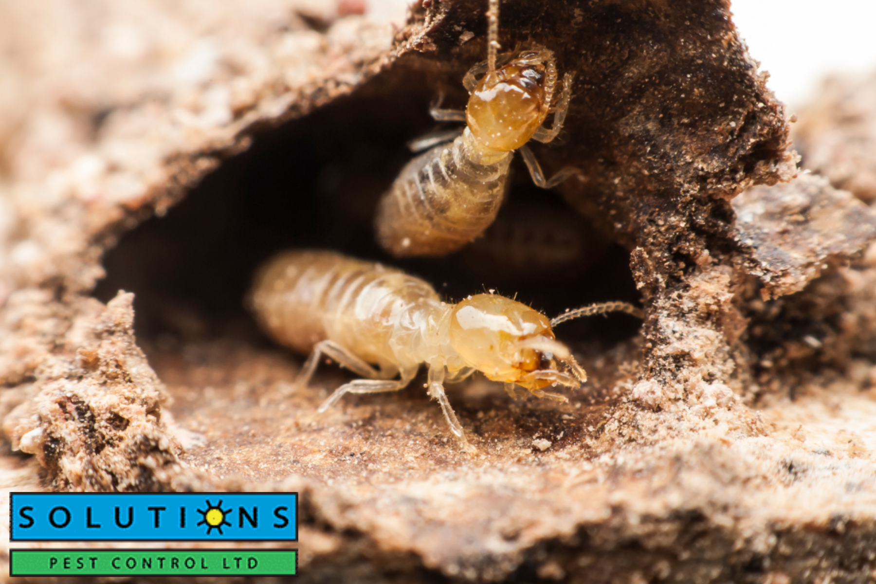 termite|termite|fleas|flea