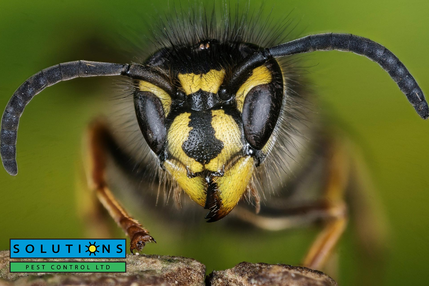 wasps|wasp