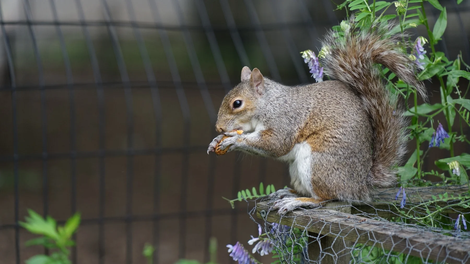 Common Signs of Squirrels in Your Home