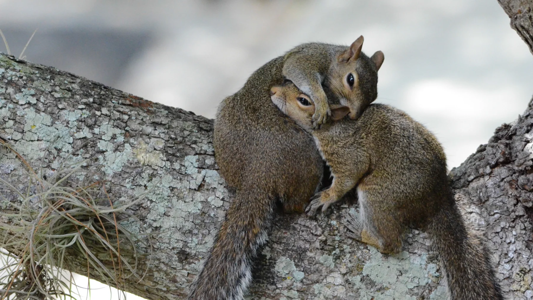 Early Signs of a Squirrel Infestation in Your Attic