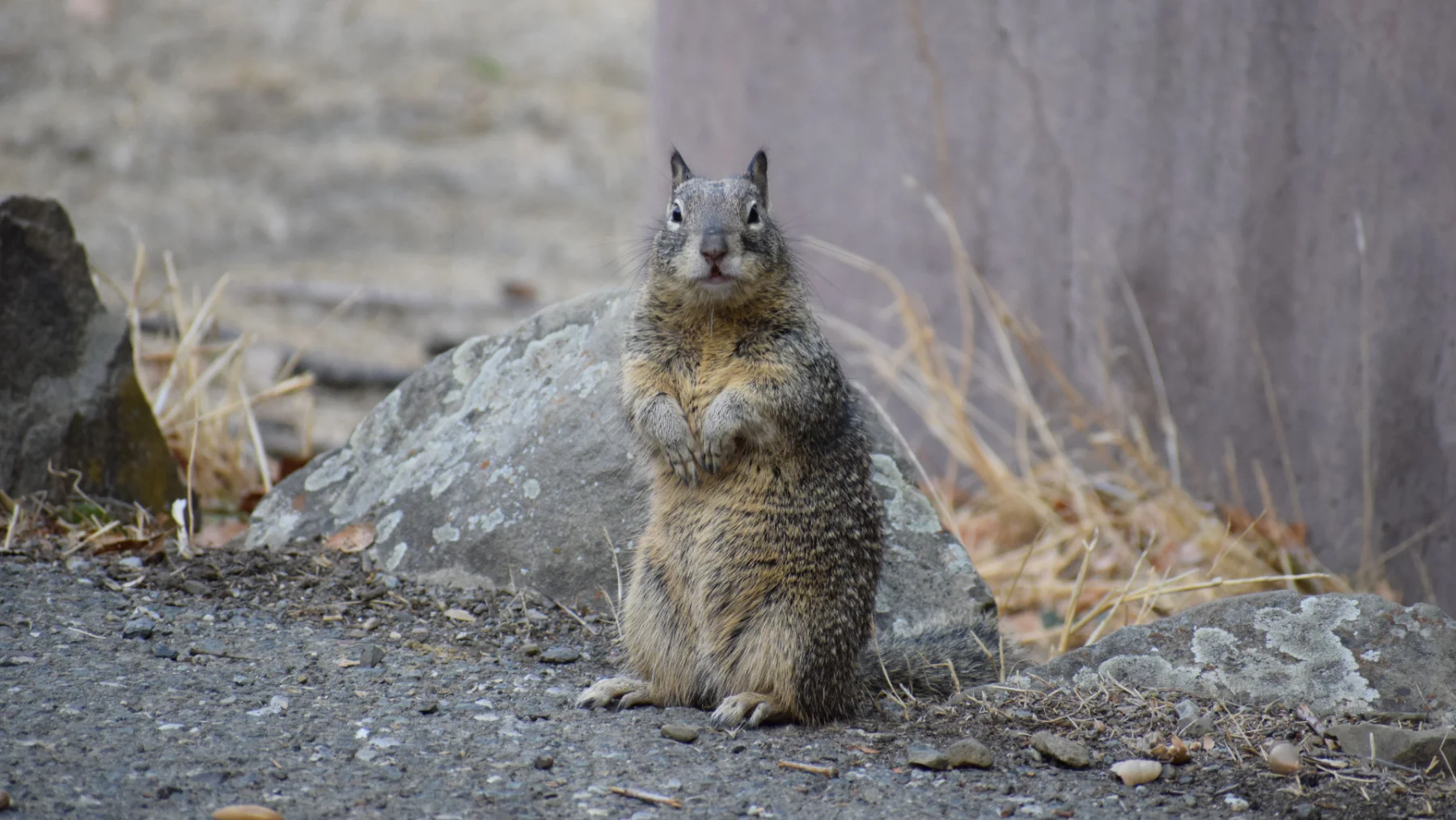 Gray Squirrels