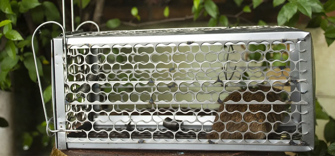 Poison-free Rat Control In Whistler