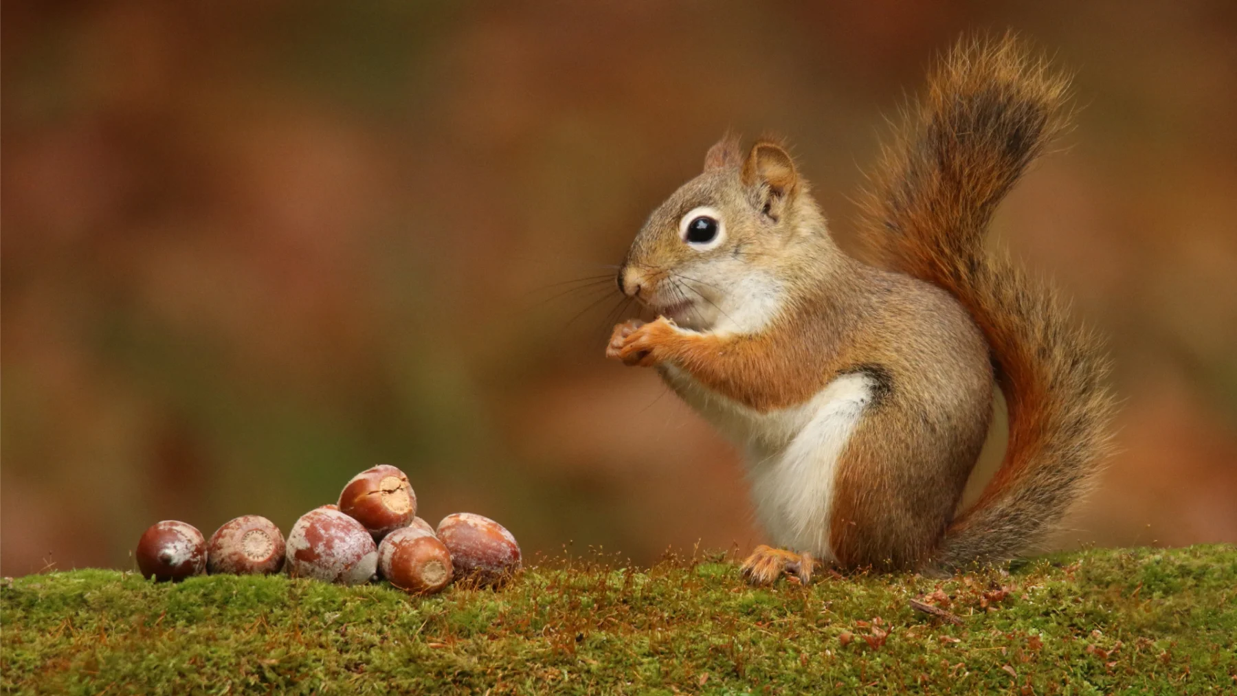 Signs It’s Time for Squirrel Control Services