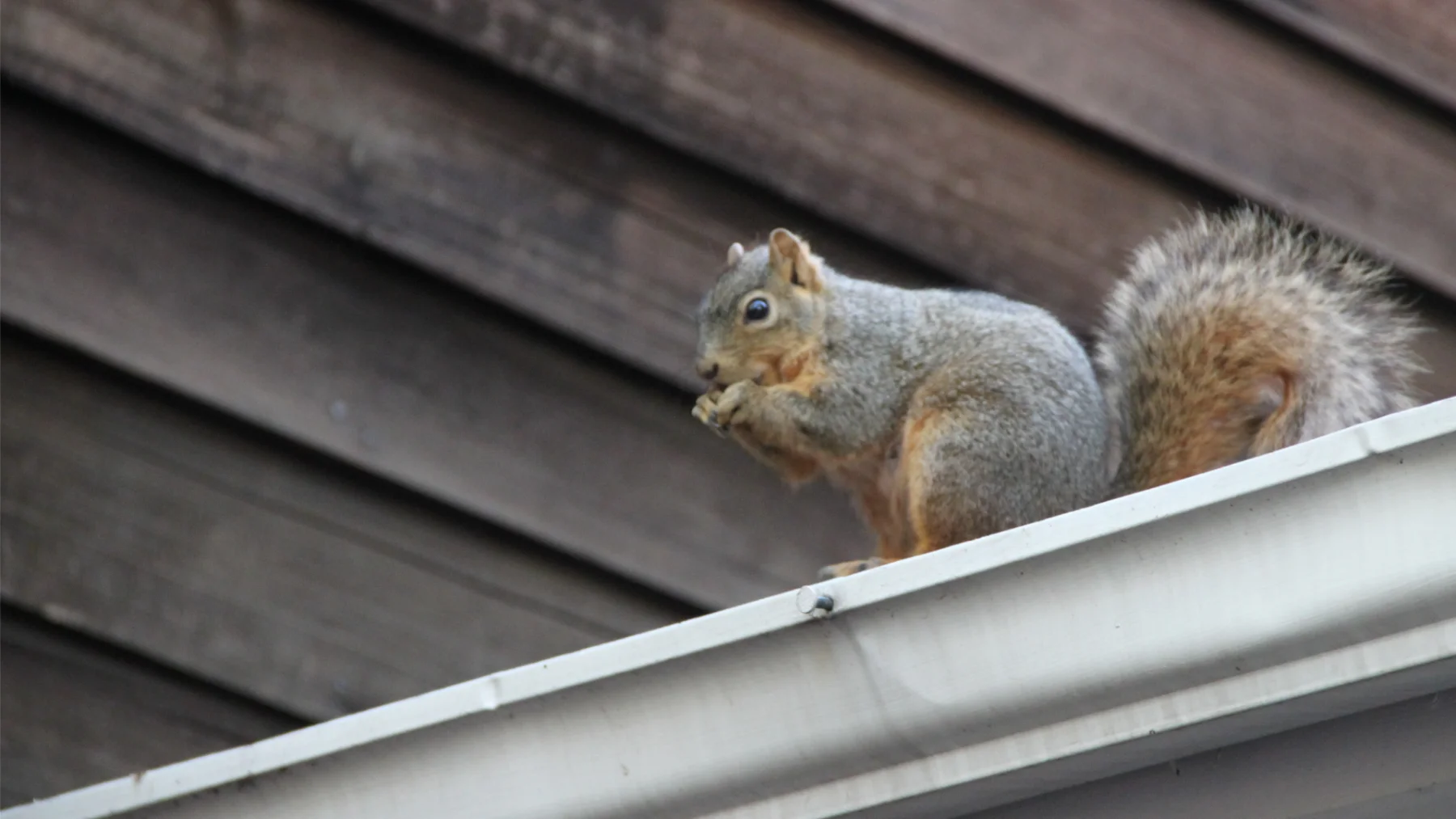 Signs You May Need a Squirrel Removal Service