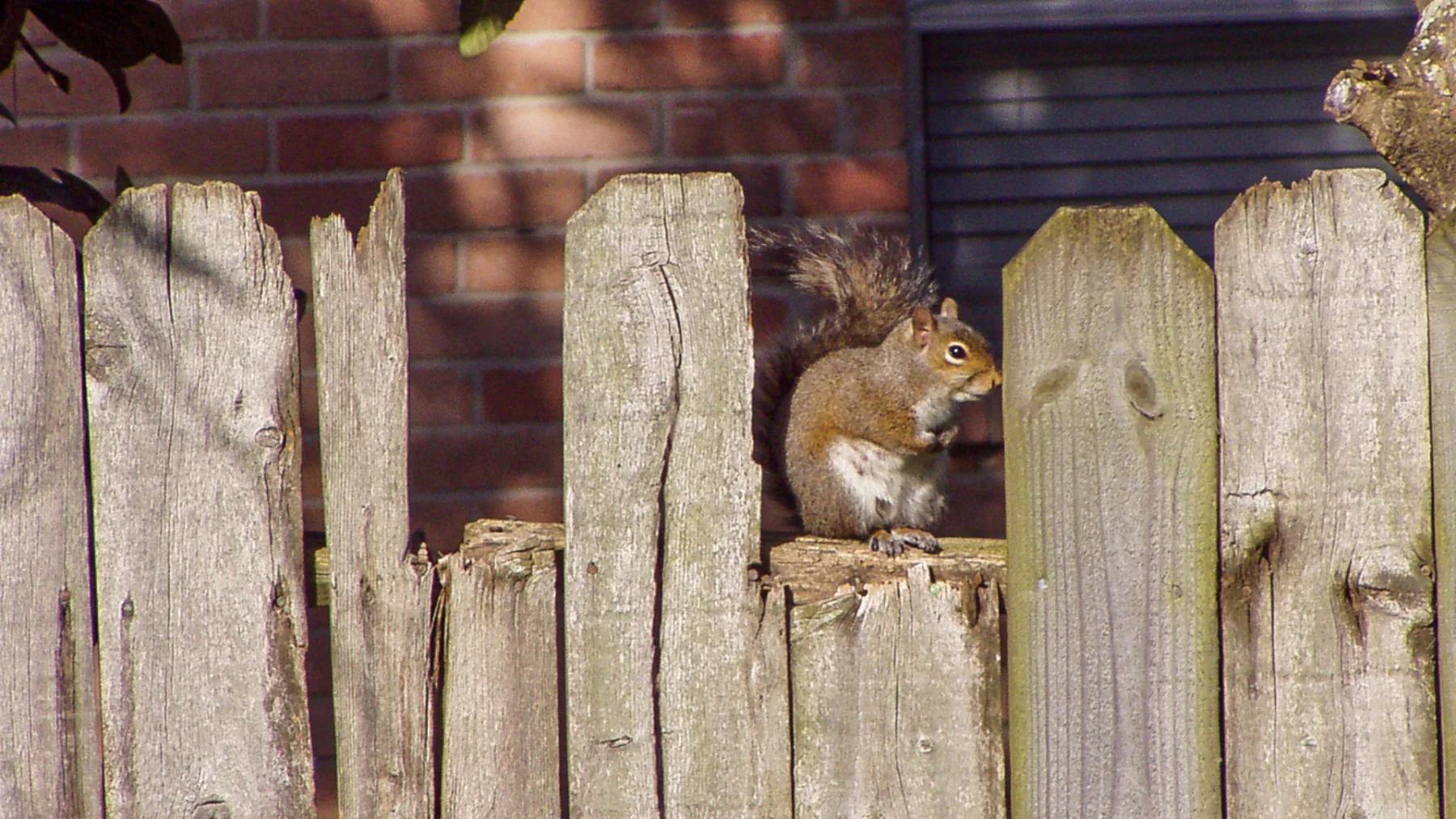 Signs You Need Professional Squirrel Removal