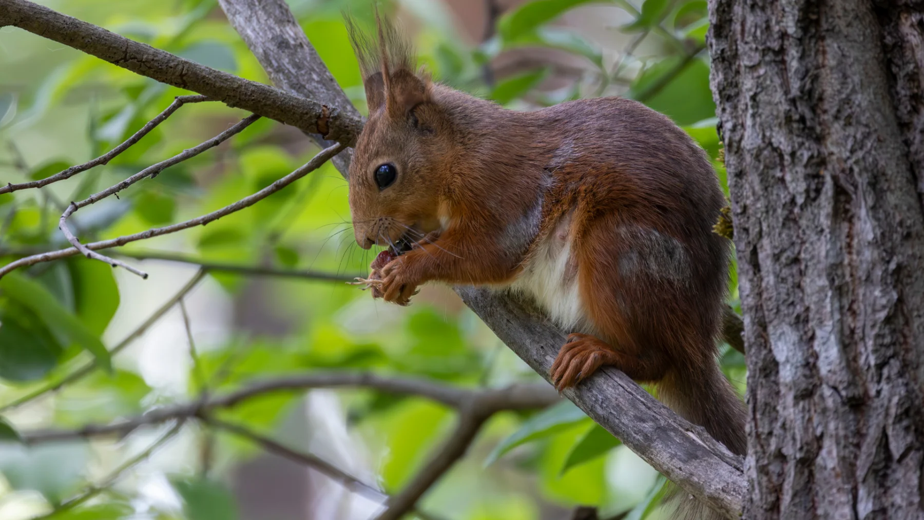 Signs Your Property Requires Squirrel Removal