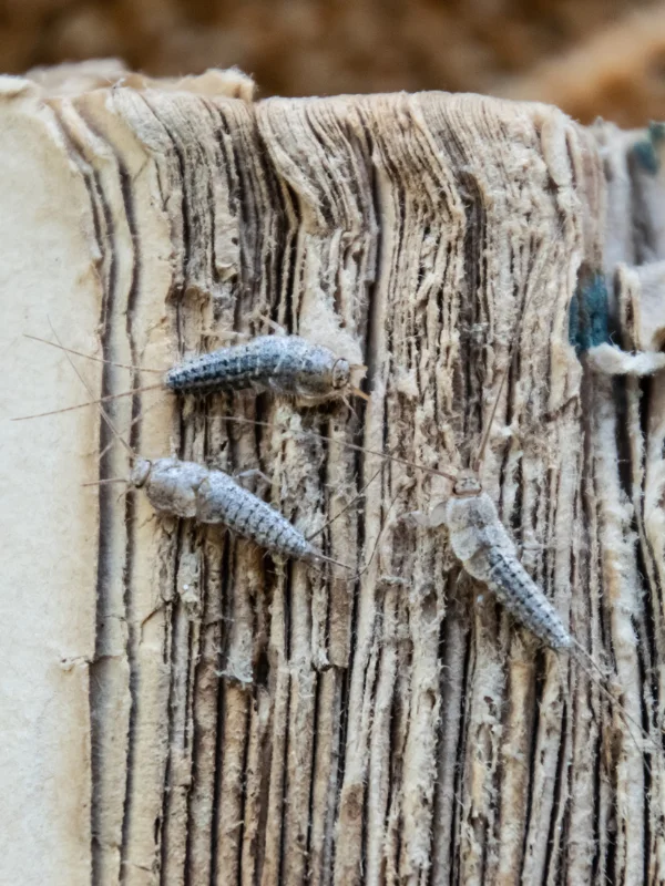 Silverfish Damage Valuable Sentimental Property