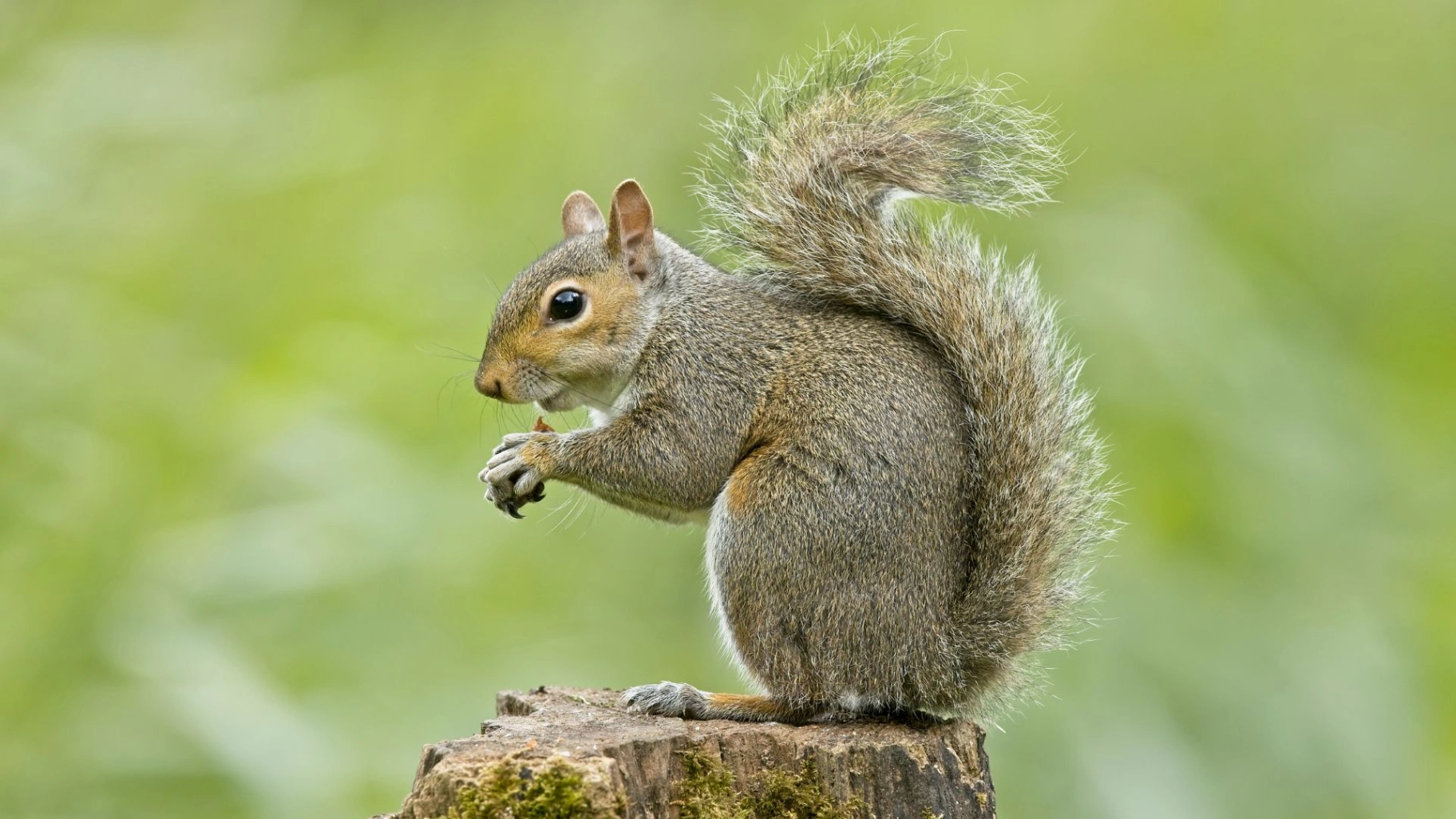 Squirrel-Control-LP-1.webp
