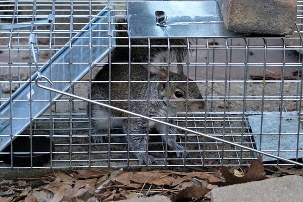 Squirrel Removal in Whistler, BC
