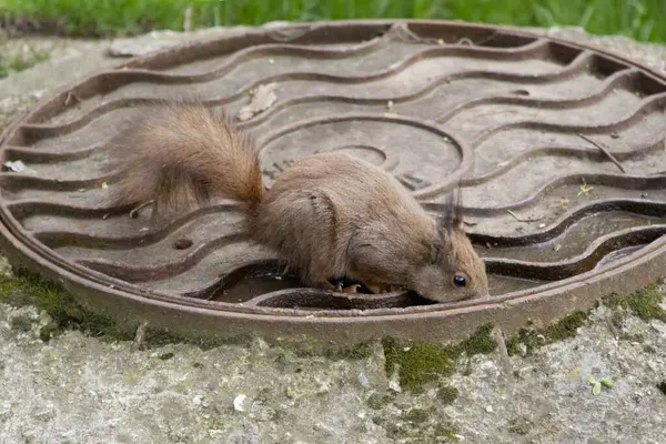 Squirrel Removal in Whistler, BC