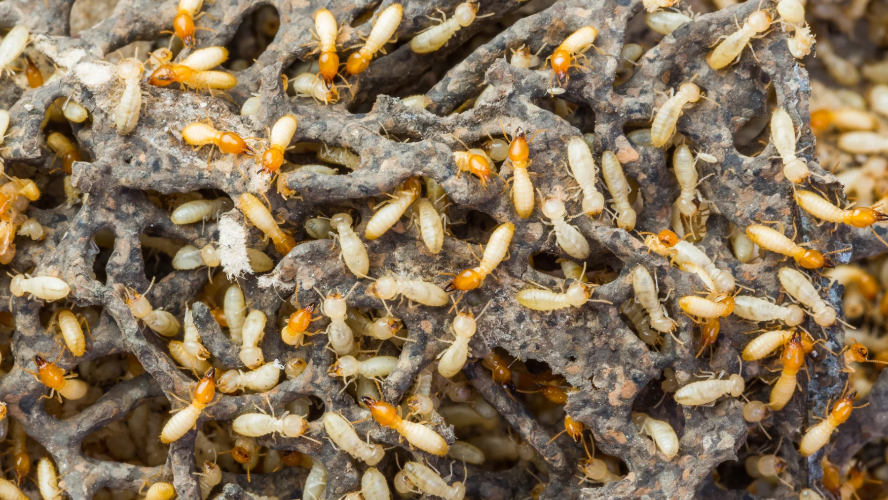 Termites