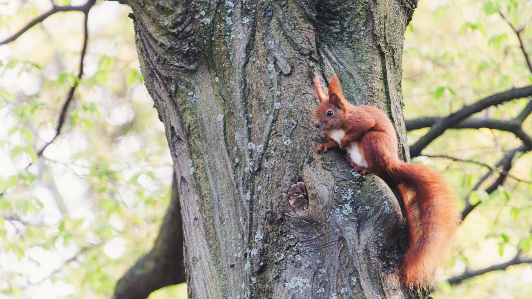 Top Signs You Have a Squirrel Problem