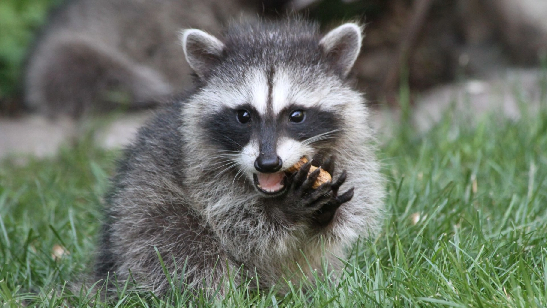 raccoon-Control-LP-2.webp