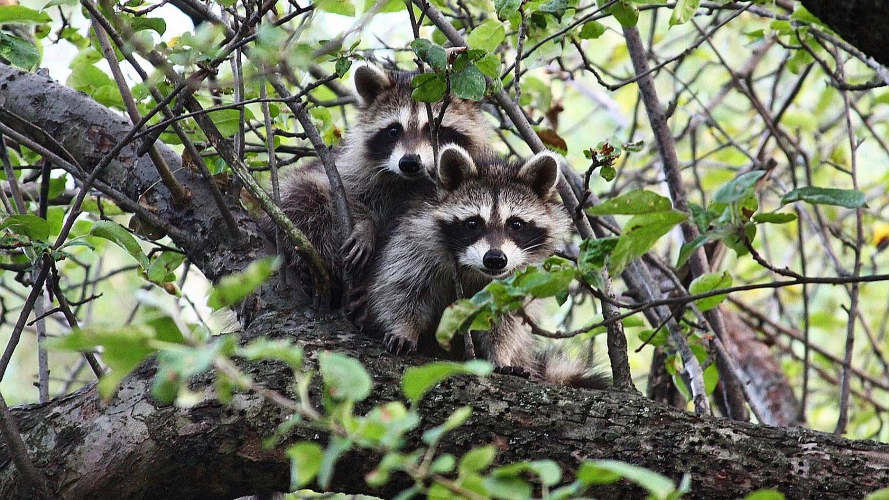 Raccoon removal in Squamish