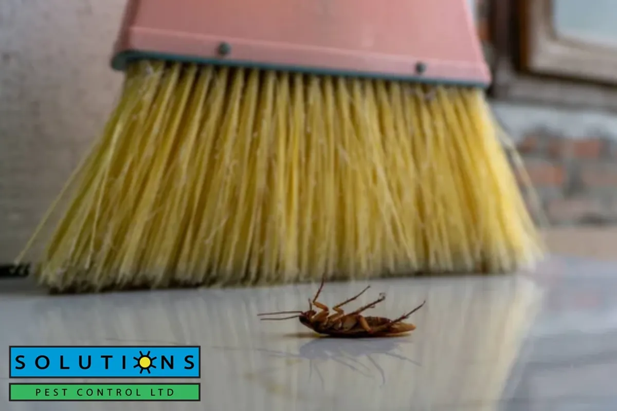 Close up of dead cockroach and plastic broom on the floor