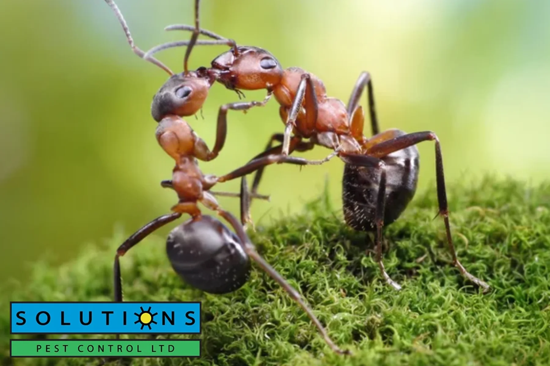 ants