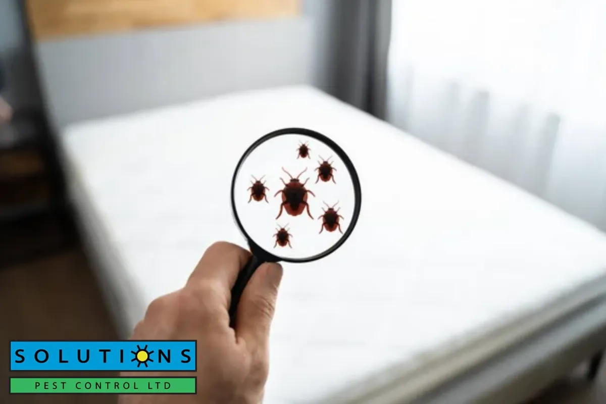 bed bug in the linen